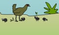 Turbo Chook 25pixie