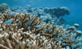 fish swimming around coral underwater