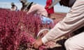 A line of people wearing wide-brimmed hats use small sickles to cut a short crop with pinkish flowers