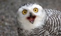 the face of a black and white owl with an open beak and yellow eyes