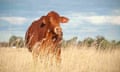 Buffel is a highly valued pasture species in Queensland, Australia