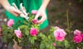Girl cuts or trims the bush (rose) with a pair of scissors in the garden